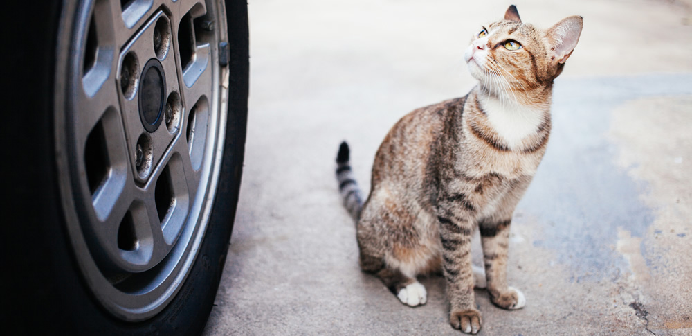 猫よけグッズで車を守るには最初の2週間が大事 猫よけ