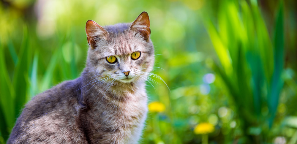 猫よけ対策には植物が効果的 健康的な方法で野良猫を避けよう 猫よけ