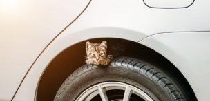 車の野良猫被害を放っておくと危険 その理由と具体的な対策方法 猫よけ