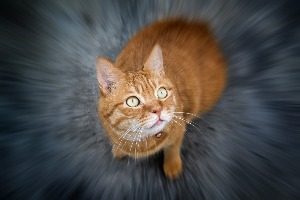 車の野良猫被害を放っておくと危険 その理由と具体的な対策方法 猫よけ