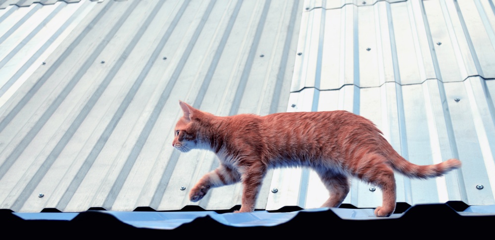 屋根の猫よけ対策 もっとも効果的なグッズは 猫よけ
